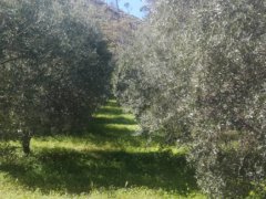 Vendesi Azienda Agricola nella valle di Pentedattilo- Melito di Porto Salvo - 4